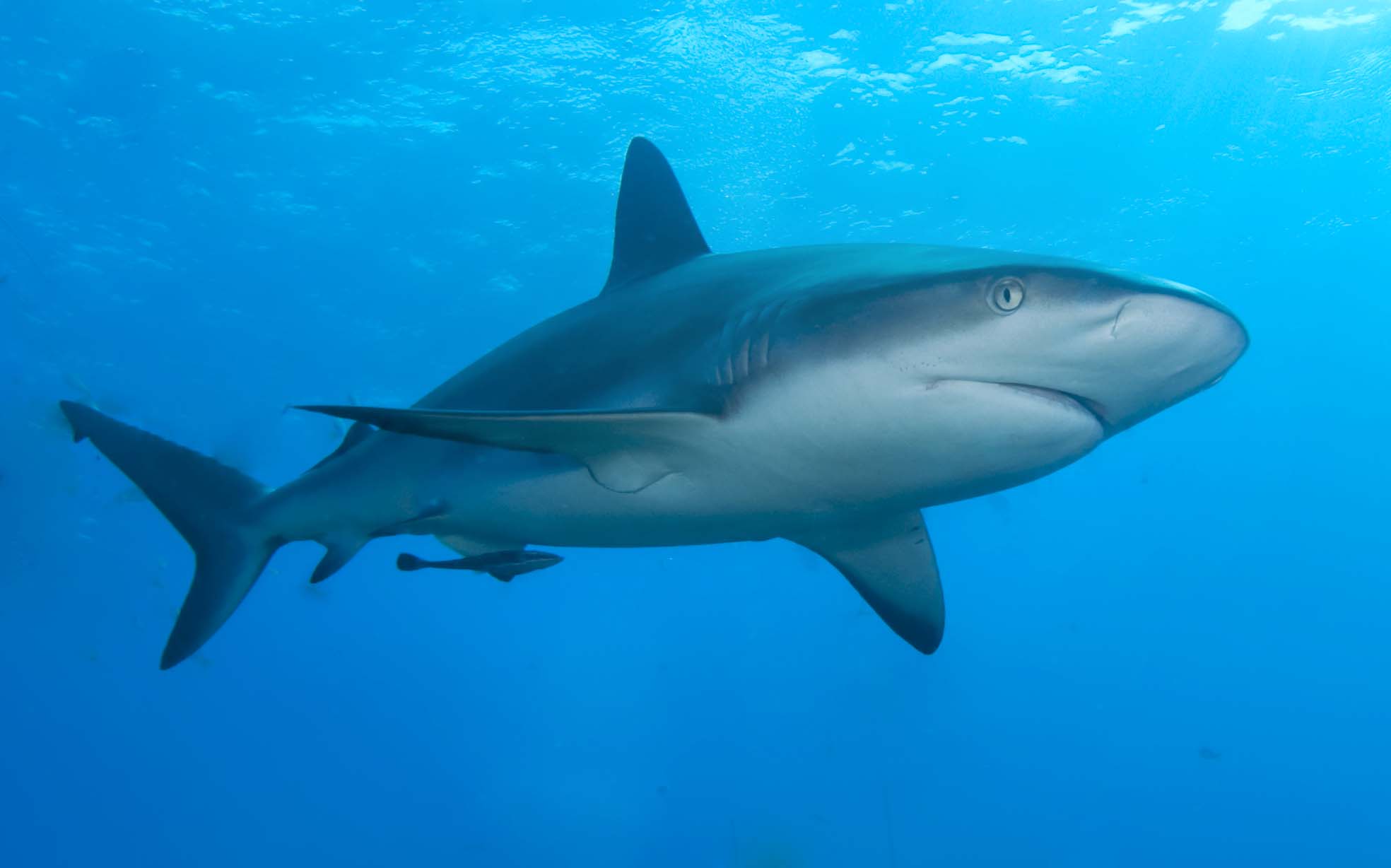 حقائق مذهلة عن سمك القرش