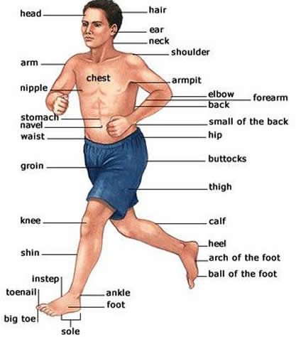 أجزاء الجسم بالإنجيزية The parts of the human body