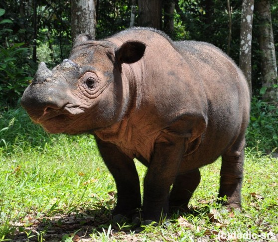 وحيد القرن السومطرى
