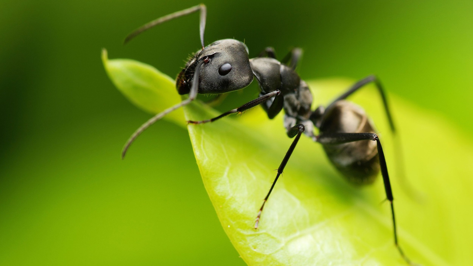 عالم النمل السرى ants