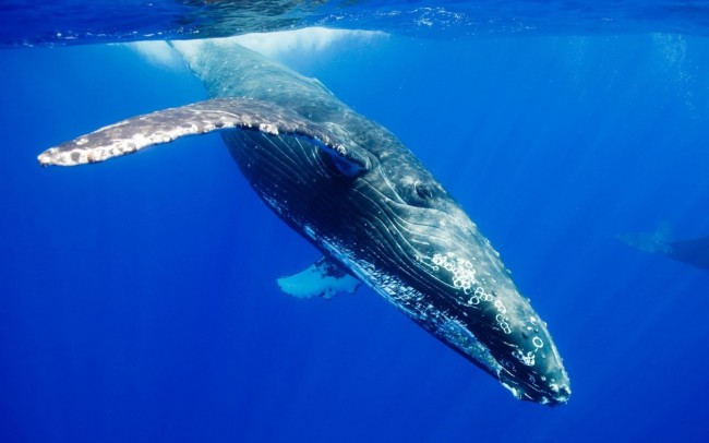 الحوت الأزرق أضخم مخلوقات الأرض
