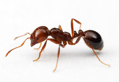 فوائد قرصة النملة