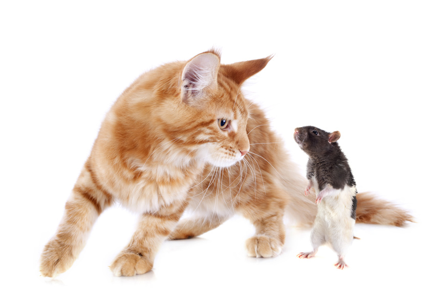 القط والفأر ومعلومات رائعة عنهم