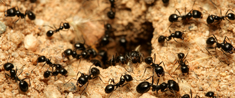 النمل مخلوقات فائقة التكيف