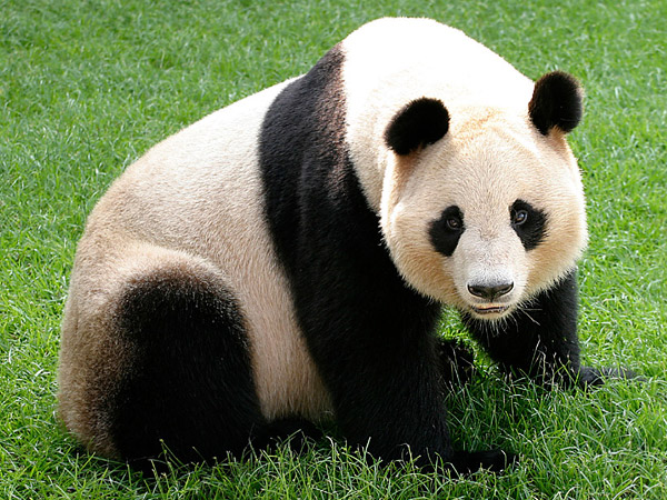 حيوان الباندا العملاق Giant Panda