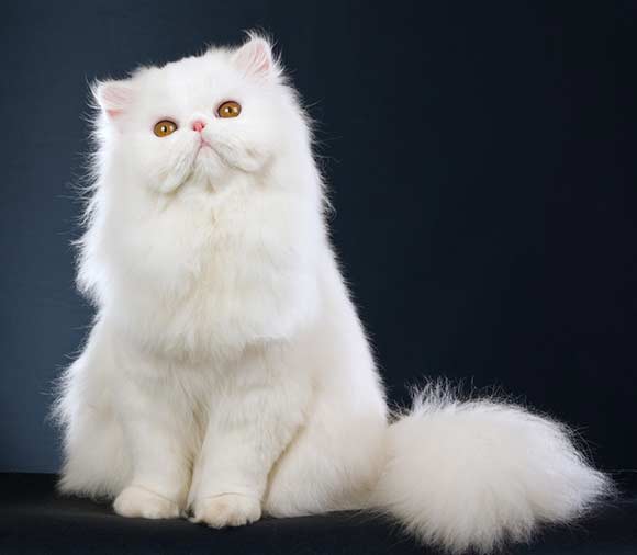 القطة البيضاء طويلة الشعر