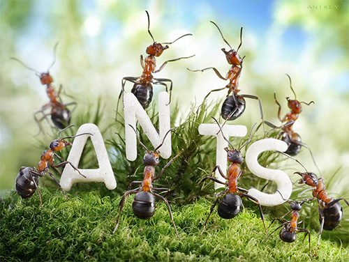 معلومة عجيبة عن النمل