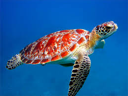 السلاحف البحرية المدهشة تعرف عليها