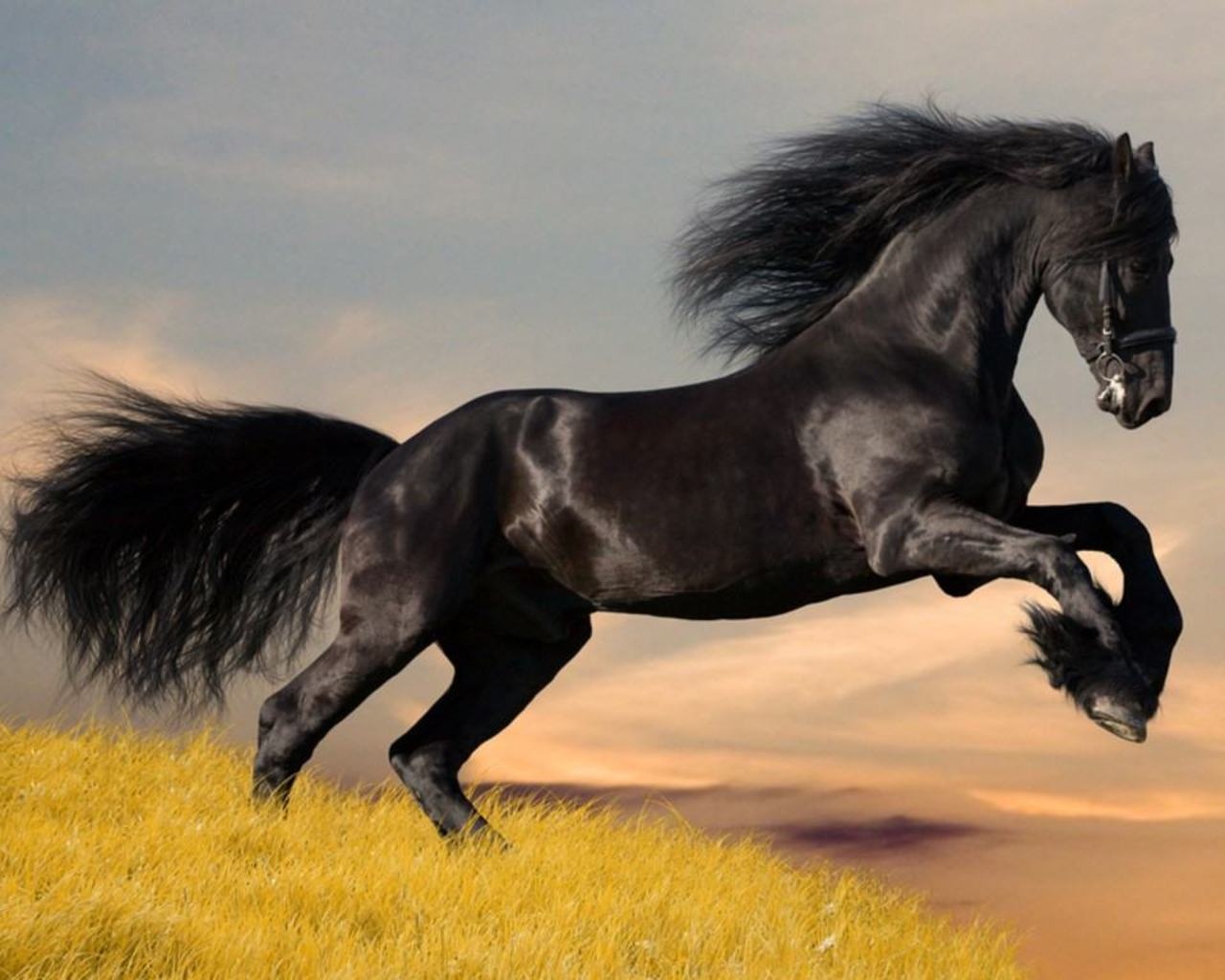 أنواع الخيول العربية الاصيلة