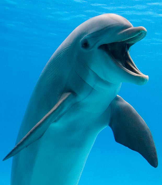 حقائق عن الدلافين المدهشة