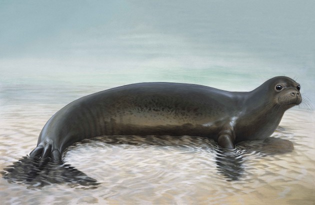 تعرف على الفقمة السباحة الماهرة seal