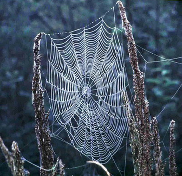 شبكة العنكبوت العجيبة