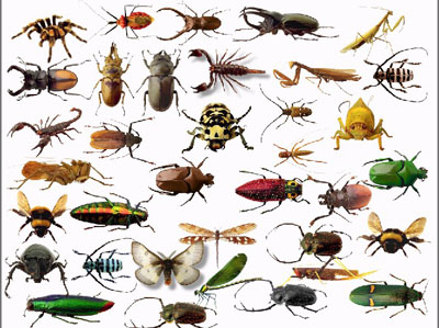 اسماء الحشرات باللغة الانجليزية