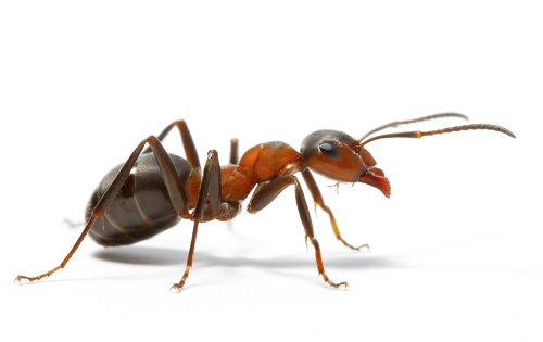 طريقة امنة لطرد النمل من البيت