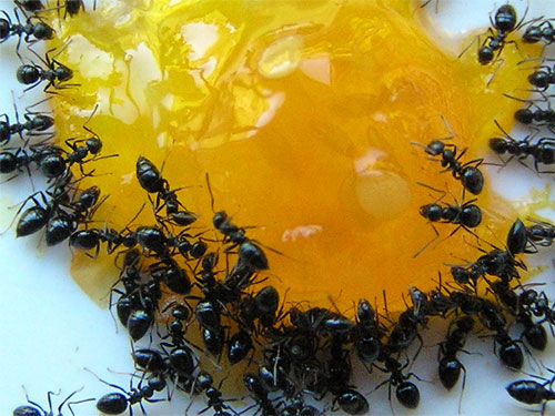 كيفية القضاء على النمل المنزلى