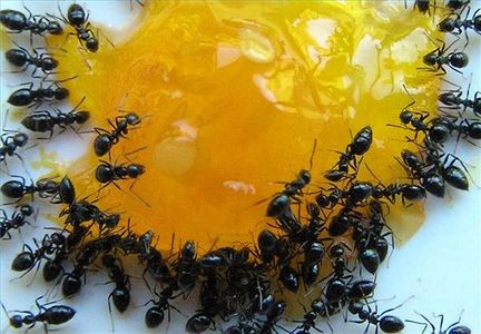 كيفية التخلص من النمل بطرق امنه