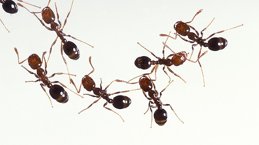 عجينة منزلية للتخلص من النمل