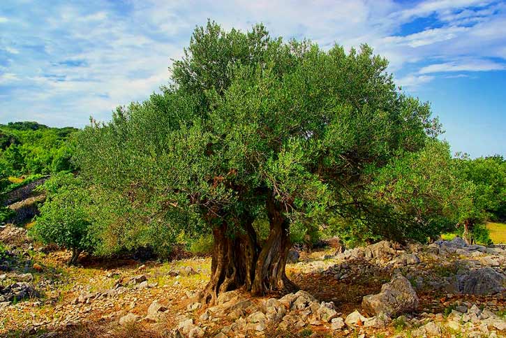 سر شجرة الزيتون