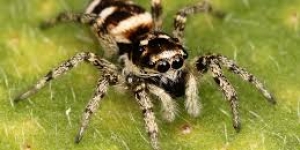 معلومات رائعة عن العناكب spiders
