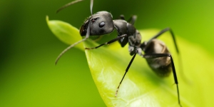 عالم النمل السرى ants