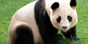 حيوان الباندا العملاق Giant Panda