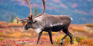 حيوان الكاريبو الفريد  Caribou animal