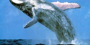  ضخامة الحوت الازرق 