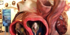  معلموة عن حجم قلب الحوت الازرق 