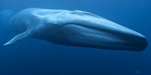  معلموة عن حجم قلب الحوت الازرق 