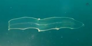  ثعبان البحر الشفاف الغريب 