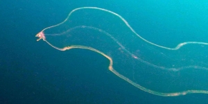  ثعبان البحر الشفاف الغريب 