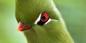  طائر توراكو غينيا الرائع 