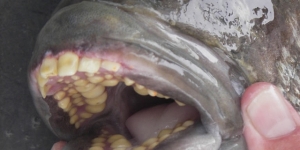 سمكة بأسنان بشرية 