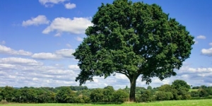 مفردات عن الاشجار بالانجليزية
