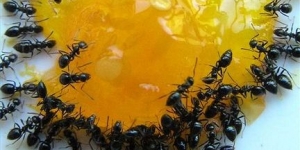 كيفية التخلص من النمل بطرق امنه