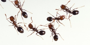 عجينة منزلية للتخلص من النمل