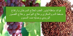 الفوائد الصحية لبذور العنب